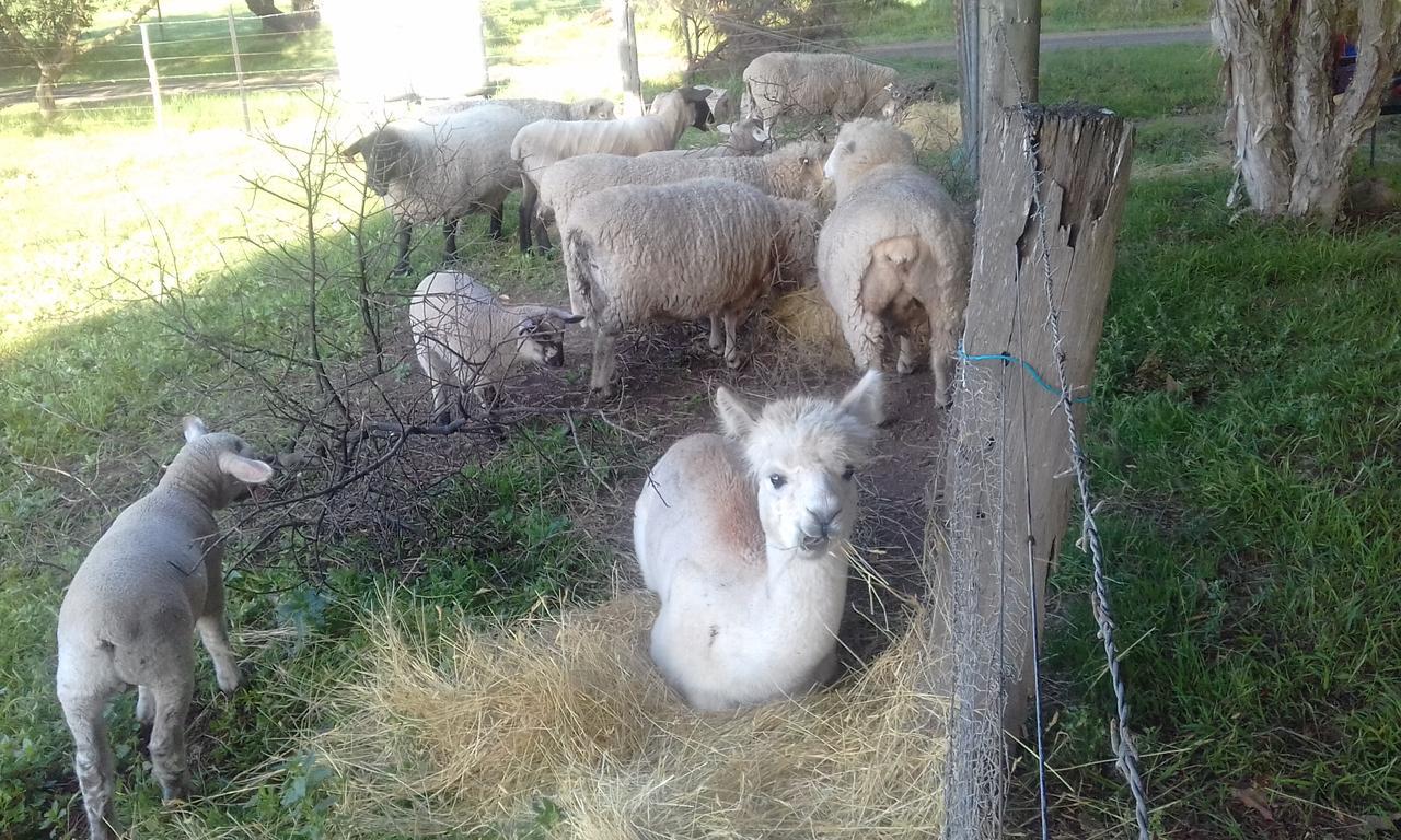 Ripples N Tonic Farmstay Ventnor Eksteriør bilde