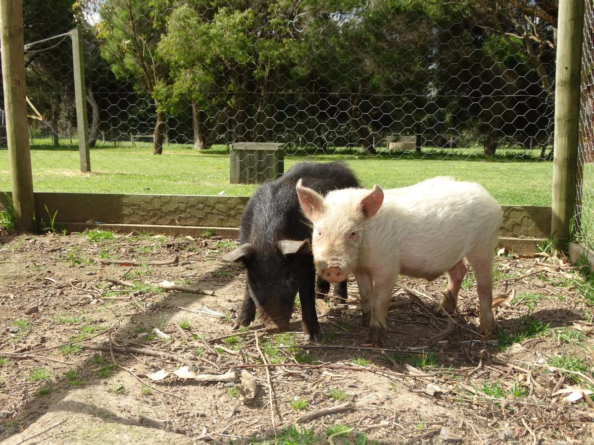 Ripples N Tonic Farmstay Ventnor Eksteriør bilde