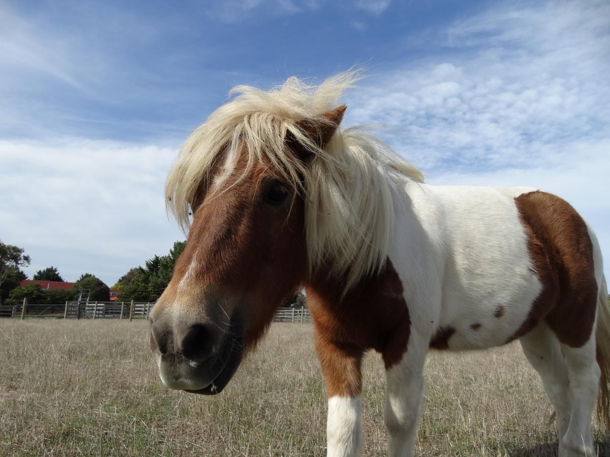 Ripples N Tonic Farmstay Ventnor Eksteriør bilde
